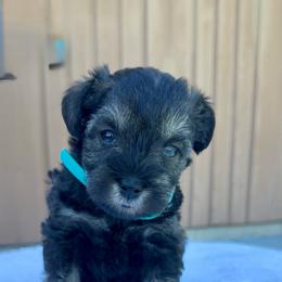 Teal - Salt and pepper female Miniature Schnauzer puppy in Golden Ridge, Montana from Miniature Schnauzers