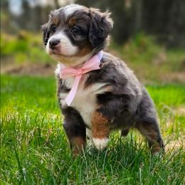 Talkeetna - Merle female Bernedoodle puppy in Kalifornsky, Alaska from Autumn Vanskiver