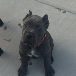 Pink - Gray female Cane Corso puppy in Homeland, California from Dal Deserto Cane Corso