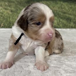 Red - male Australian Mountain Doodle puppy in Lincoln, Nebraska from GRand Doodles