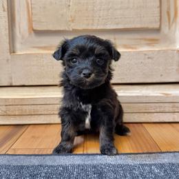 Female 2 - Black and tan female Havapoo puppy in Brooksville, Florida from Kruger Doodles