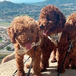 Poodles from Red Toy Poodle World