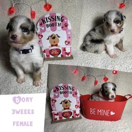 Australian Shepherd Puppies from Kayla's Aussies