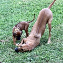Boy 6 - Rd whtn blk nose male Rhodesian Ridgeback puppy in Chico, California from Keefer Ridge Rhodesian Ridgebacks