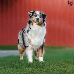 Jaina - Australian Shepherd