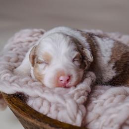 Valentino - Red merle male Miniature American Shepherd puppy in Fresno, California from Alpine Tails