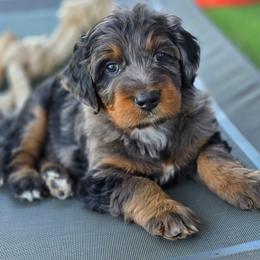 Fudge - Merle male Bernedoodle puppy in Mc Gaheysville, Virginia from Doting Doodles