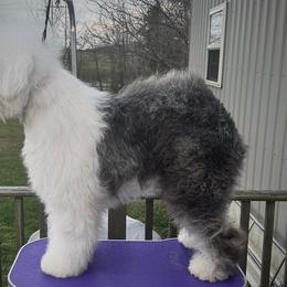 CH Flora - Old English Sheepdog
