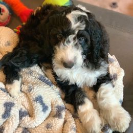 Australian Labradoodle Puppies from My Three Doodles