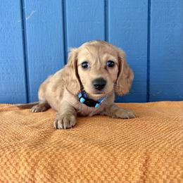 Mr. Light Blue. AKC - Cream male Dachshund puppy in Willow Springs, Missouri from Krazy Acre Farm