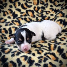 Blz shoulder spot - White black and tan female Toy Fox Terrier puppy in Wayne, Oklahoma from FritzFox Toy Fox Terriers