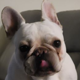 Olivia - French Bulldog