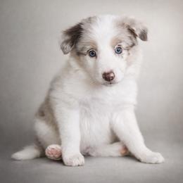 Angelica - Red merle female Border Collie puppy in Sanger, California from Flying M Cactus Ranch Buddies