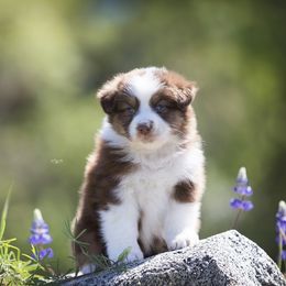 Australian Shepherd Puppies from Trilogy Australian Shepherds