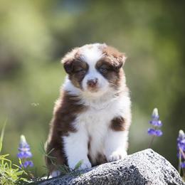 Australian Shepherd Puppies from Trilogy Australian Shepherds