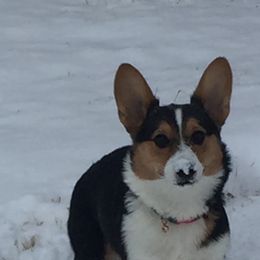 Pembroke Welsh Corgi Puppies from Twisted Little Corgis