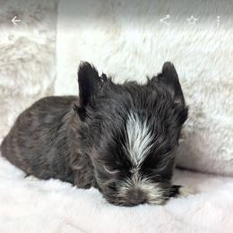 Pixie - Liver female Yorkshire Terrier puppy in Gaylesville, Alabama from Sweet Alabama Yorkies