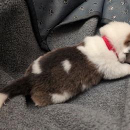 Red collar - White and red male Pembroke Welsh Corgi puppy in Stoystown, Pennsylvania from Willow Grove Corgis