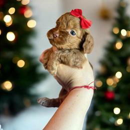 Rome - Red male Cockapoo puppy in 77304, Texas from Little Valley Puppies