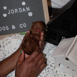 Jordan - Goldendoodle puppy from Dos&CoKennels