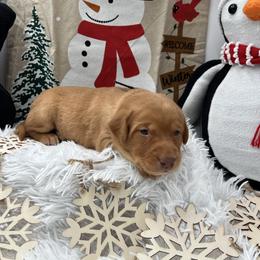 Purple collar - Yellow female Labrador Retriever puppy in Heath Springs, South Carolina from Rich Hill Retrievers