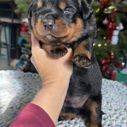 Hulk - Black and mahogany male Rottweiler puppy in Grass Valley, California from Rottweiler vom Hause Wolf