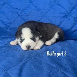 Bella girl 2 - Black and white female Siberian Husky puppy in Ocala, Florida from Florida Husky Puppies