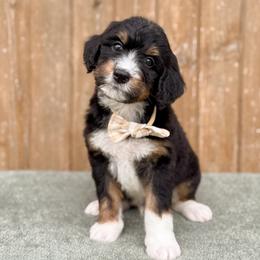 Nibs - Tri-color male Bernedoodle puppy in Bellville, Ohio from Bernedoodle Buddies