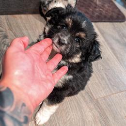 Loe - Black tri female Miniature Australian Shepherd puppy in Shingletown, California from Whiskeytown Aussies