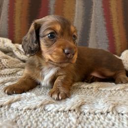 Chocolate Based Shaded Red Female - Red female Dachshund puppy in Mesa, Arizona from Ruby Desert Doxies