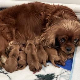 Cavalier King Charles Spaniel Puppies from Lauren Blades