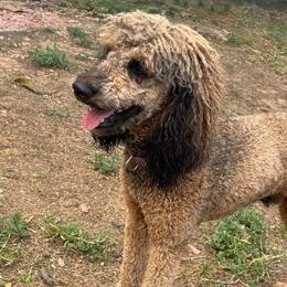 Kai - Poodle