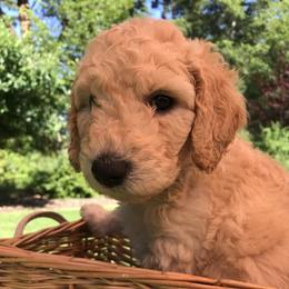 Moana - Apricot female Goldendoodle puppy in Belfair, Washington from Merry R Goldendoodles