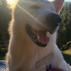 Berger Blanc Suisses from Swiss Legacy Kennels