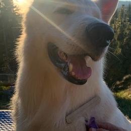 Berger Blanc Suisses from Swiss Legacy Kennels