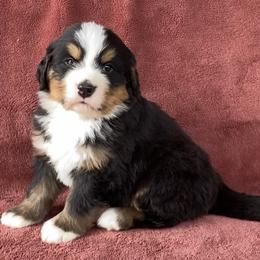 Orange Collar Male - Black rust and white male Bernese Mountain Dog puppy in Bristol, Tennessee from Holston Hollow Farm