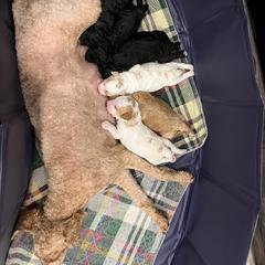 Poodle Puppies from Reuter Clan Poodles