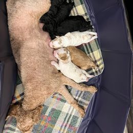 Poodle Puppies from Reuter Clan Poodles