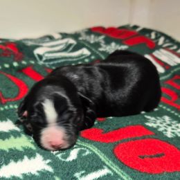 Blizzard - Black tri male Miniature Australian Shepherd puppy in Danville, Indiana from Wingler Acres Mini Aussies
