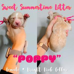 Poppy Pink Collar - Fawn and white female Sheepadoodle puppy in Republic, Missouri from DOOD & Co