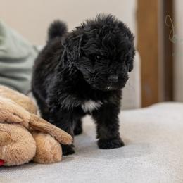 Andy Warhol - Black male Bernedoodle puppy in Eureka, Illinois from Joley Aire Family Dogs
