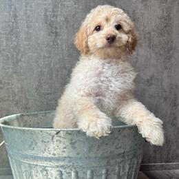 Lily - Red female Cavapoo puppy in Austin, Texas from Doodles of Central Texas