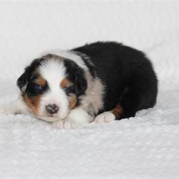 Waldorf - Blue merle male Australian Shepherd puppy in Circleville, Utah from Canyon Creek Aussies