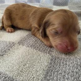 Chris - Dapple male Dachshund puppy in Stillwater, Oklahoma from Shade Tree Dachshunds