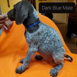 German Shorthaired Pointer Puppies from Cedar Hills GSP