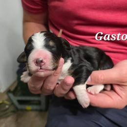 Gaston - Tri-color male Bernedoodle puppy in Blackfoot, Idaho from Draper Mountain Doodles