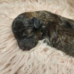 Twister - Sable male Poodle puppy in Harrisonville, Missouri from Kurly Q Poodles