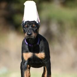 Girl 5 - Black and rust female Doberman Pinscher puppy in Overton, Texas from Obsidian Kennel