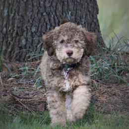 Lagotti Romagnoli from LambsCreek Lagotto