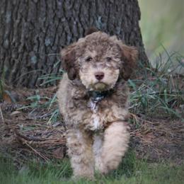 Lagotti Romagnoli from LambsCreek Lagotto